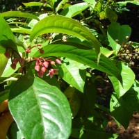 Ardisia solanacea Roxb.